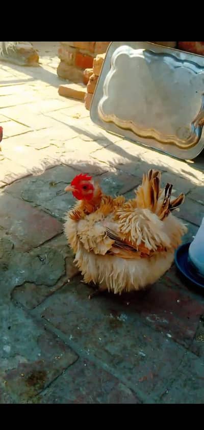 Frizzle bantum female /english game