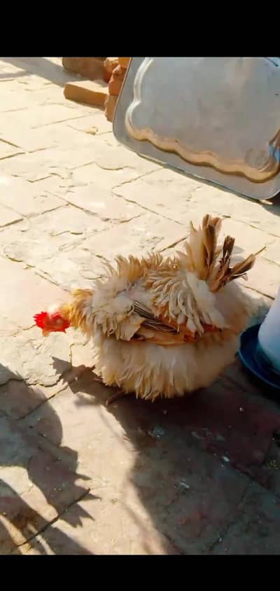 Frizzle bantum female /english game