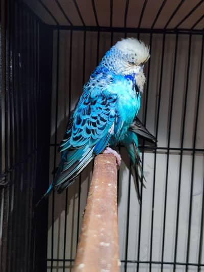 quality exhibition male budgie  03204556062