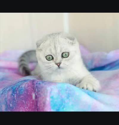Scottish fold kittin for sell. 0313 4935014