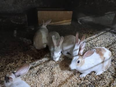Adults rabbits males and females