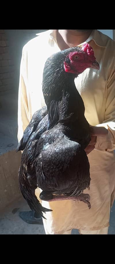 Mushka  or Lakha male 03136376406 Wats up and call