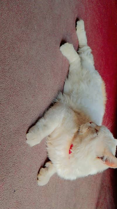 Persian cat male