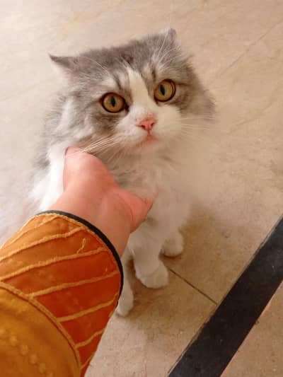 Persian kitten for sale