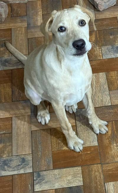 Labrador 5 month puppy