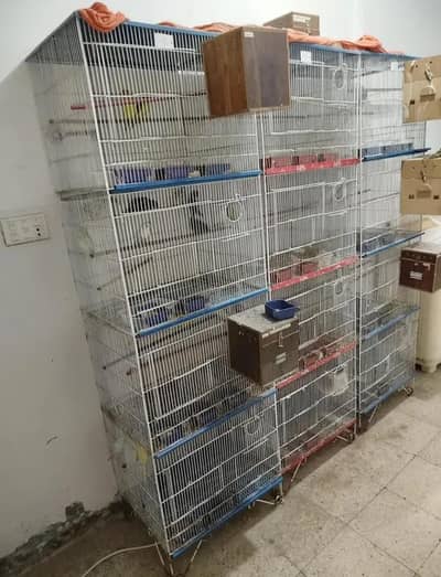 Love-Birds  with Cages