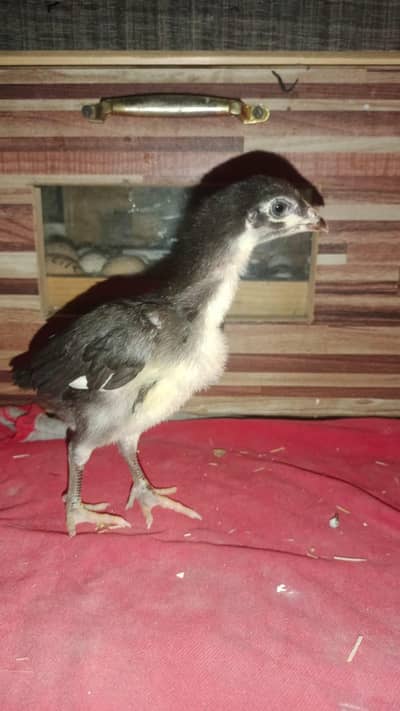 aseel mushka  silver sebright white bantum