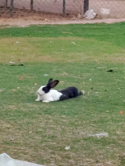 Rabbit babys 3 pairs