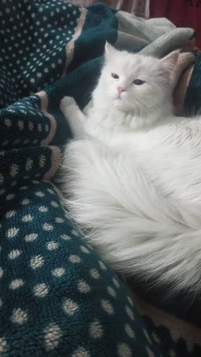 Persian cat