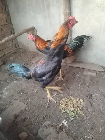 9months + shamoo Murgha for sale urgent Qty 01