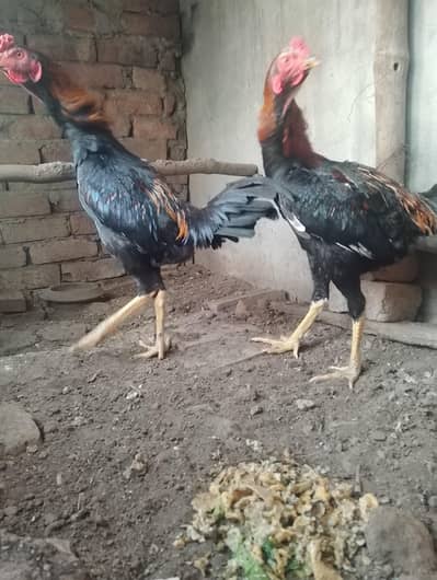 9months + shamoo Murgha for sale urgent Qty 01