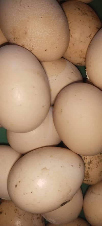 Pure Austrolop Hens Eggs