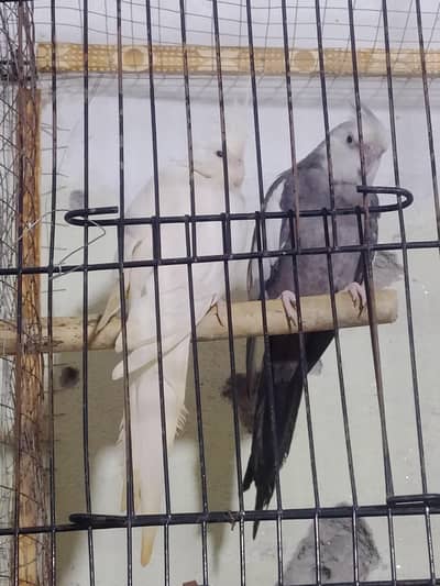 100/Percent Breeder pair