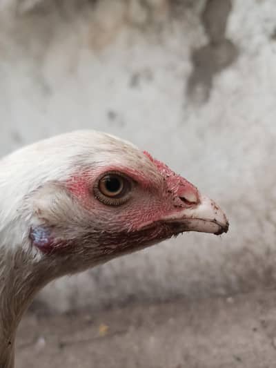 Aseel chuchi 2200 Healthy and active Age Almost 3 months