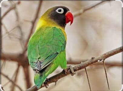 4 love bird breeder pairs 03206441878