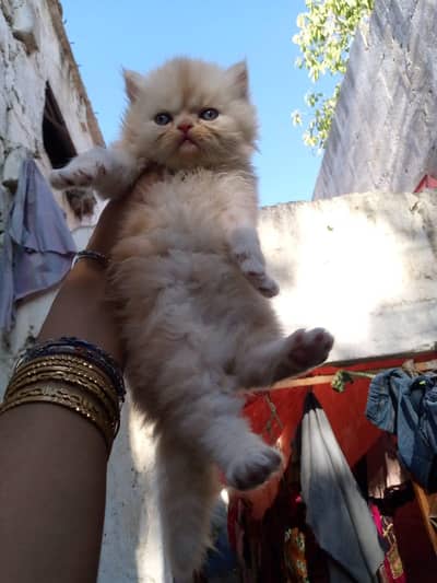 PERSIAN MALE KITTEN