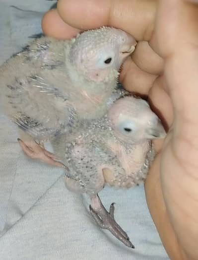conure chicks for hand tame - 03214382921