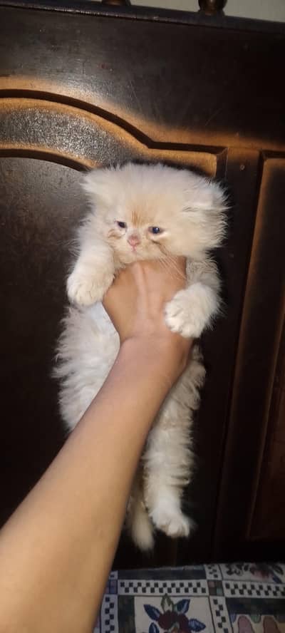 triple coated beautiful punch face kittens