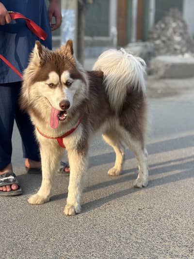 Husky male woolly coat