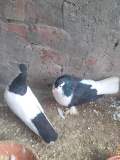 Shirazi breeder Pair| German Shirazi| Healthy and low Price