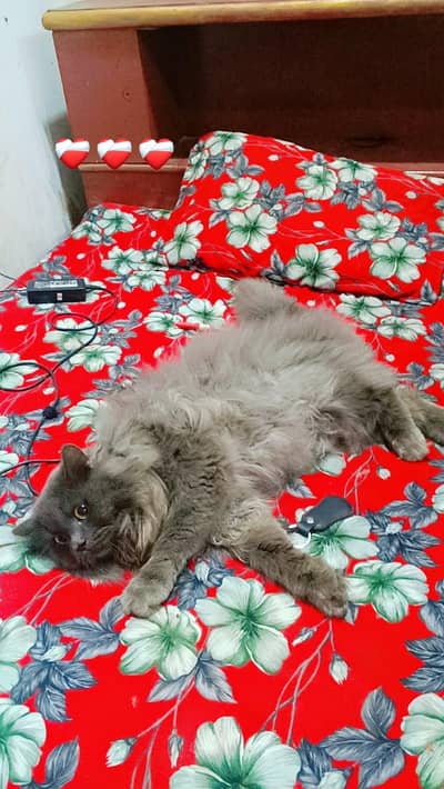 Beautiful Long Hair Persian Mix Cat for Sale