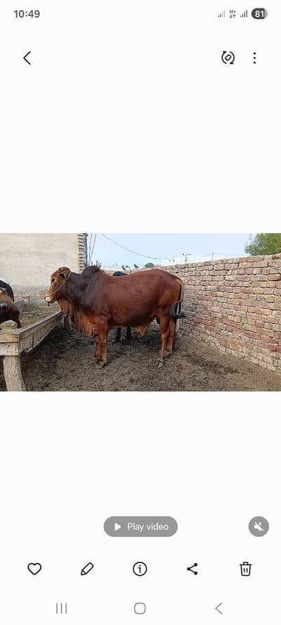 2 dant Bachare for sale for qurbani 2026