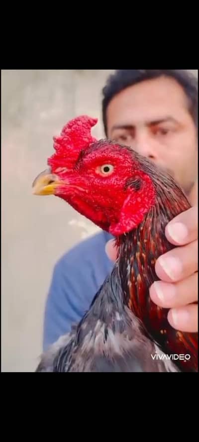 aseel quality pair for sale