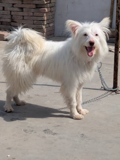 Russian Poodle Full Active