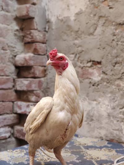 Pure Heera Aseel Old Blooc