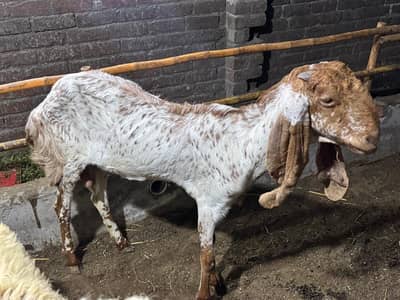 makhi chini madras nasal