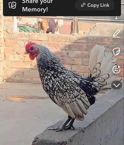 Healthy & fit Breeder - in just 4k