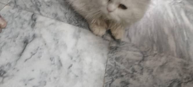 White Persian Cat