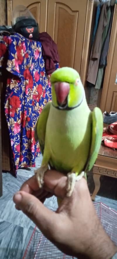 Green ring nick breeder pare for sale 03226211136