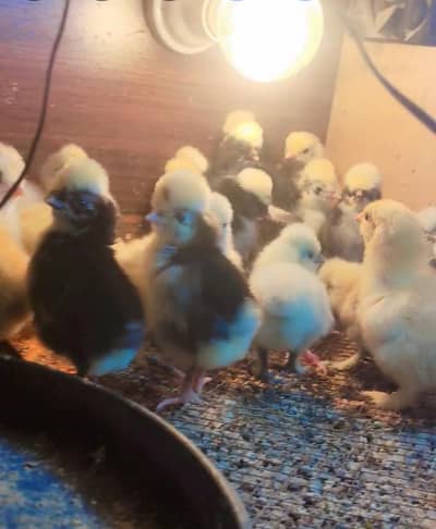 white silkie black polish chicks