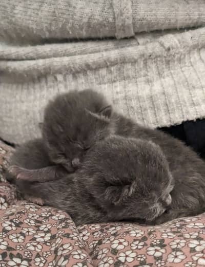 British Shorthair Kittens Available For Booking