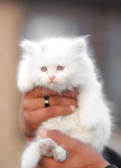 Persian kitten vaccinated pair odd eye