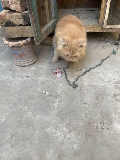 persian  cat  gold eyes