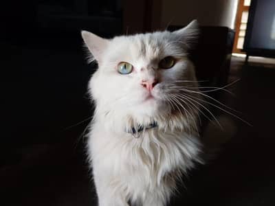 Persian Male cat for sale
