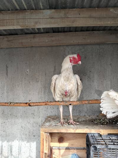 herra aseel 1male 2 females 1 chisks