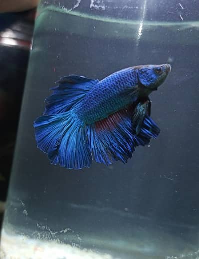 Betta
