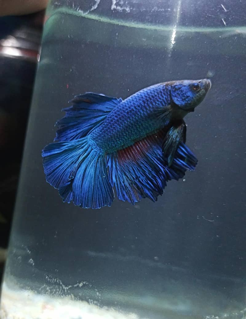 Betta 0