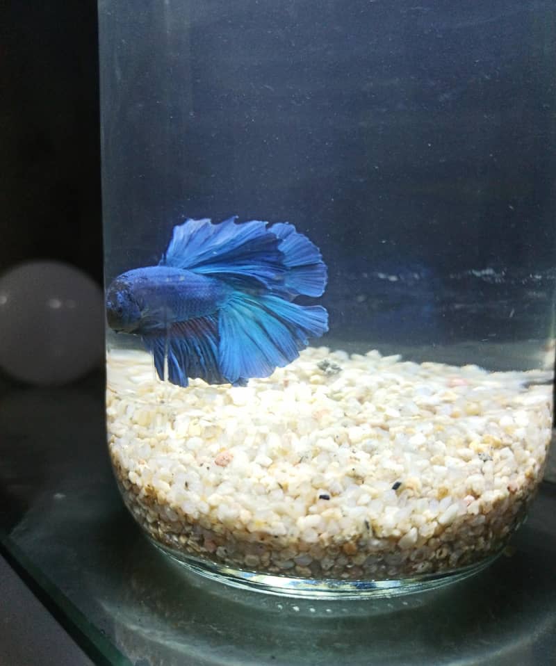Betta 1