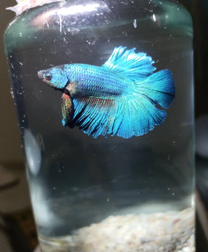 Betta 2