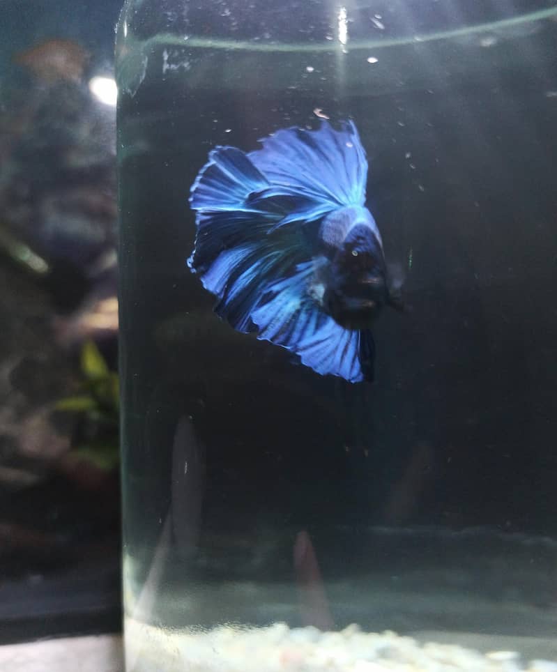 Betta 3