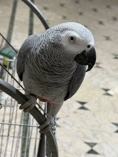 African gray parrot sale urgently