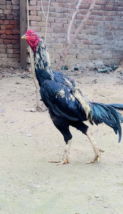 Trad + shamo big size bird