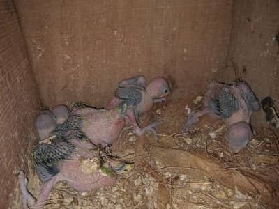 RINGNECK CHICKS