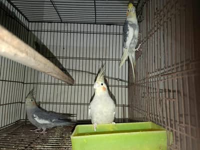 cockatiel pair with chick for sell  urgent sell