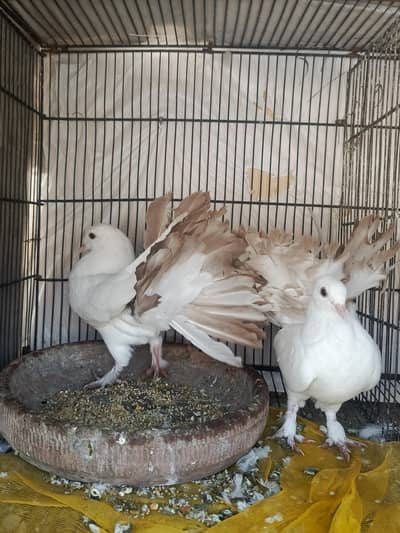 faintall pair for sale