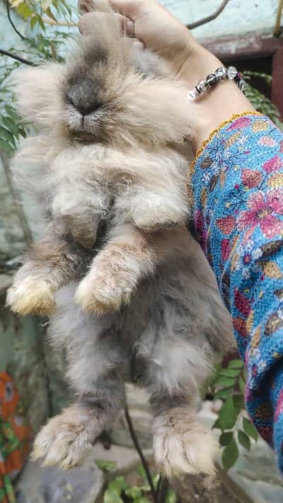 Line Head drf rabit bridre femail print 03484380899 watsp